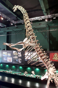 Esqueleto de saurópodo, Inhóspitak, Museo Territorio Dinópolis